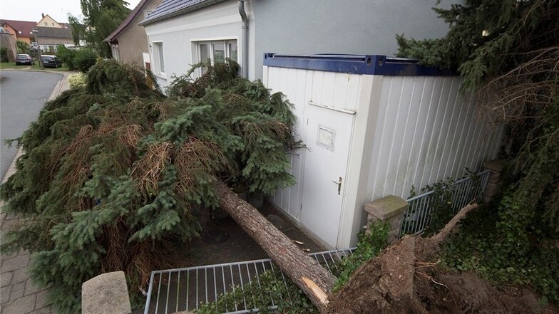 Schwere Sturmböen haben Donnerstagnachmittag auch im Raum Riesa mehrere Bäume entwurzelt. In Bobersen verfehlte ein 20 Meter hoher Tannenbaum dabei nur knapp ein Einfamilienhaus. Auch zwischen Großrügeln und Riesa stürzte ein Baum um.