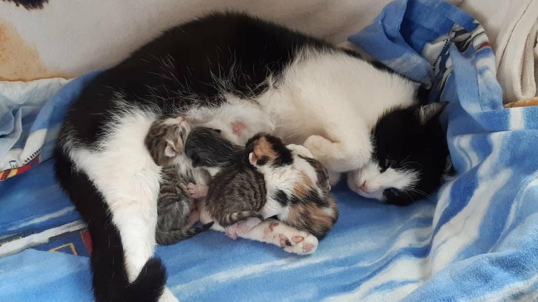Der Tierschutzverein Bischofswerda hat unter anderem dafür gesorgt, dass ausgesetzte Katzen in Ruhe und Sicherheit ihre Jungen zur Welt bringen konnten.