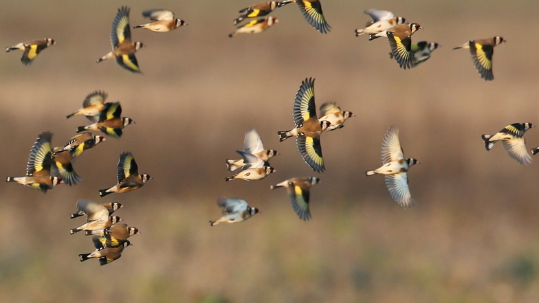 Stieglitze fliegen in Nordsachsen über einem Feld. Die Vögel überwintern in großen Gruppen und ziehen zur Nahrungssuche umher.