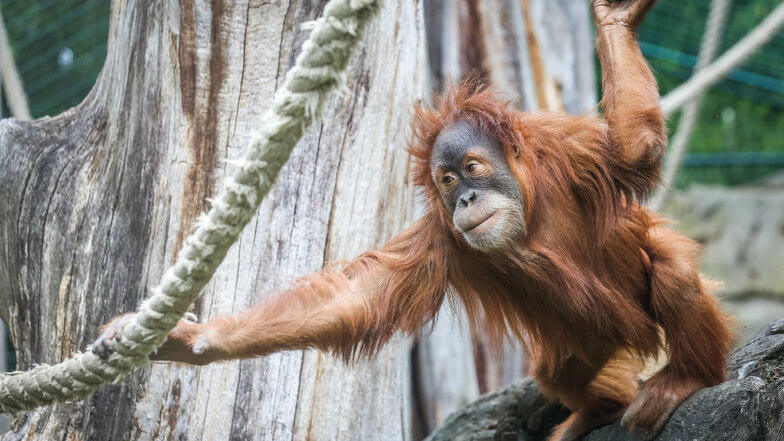 Mit mehreren Aktionen begeht der Zoo Dresden den Orang-Utan-Tag am 19. August.