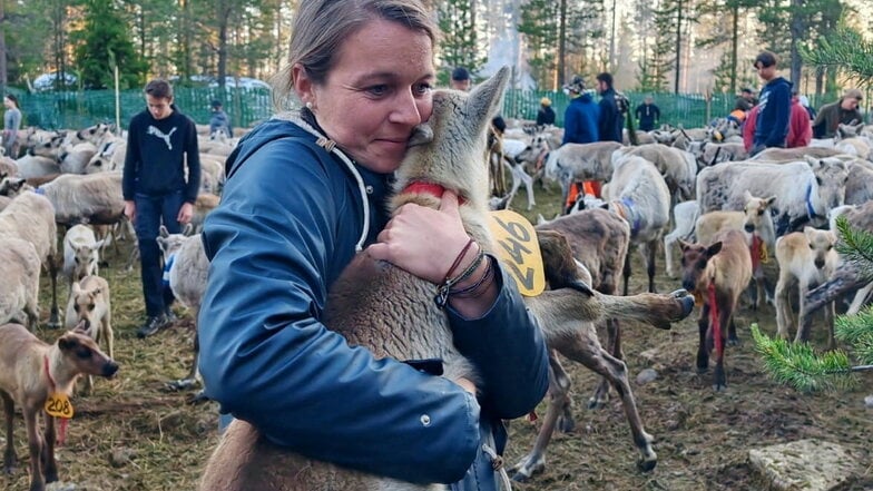 Auf einer Rentierfarm half die Familie, Jungtiere zu markieren. Ein Ort, an dem sie länger blieben.