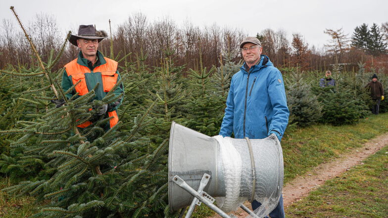 Matthias Steglich (r.) von der gleichnamigen Bautzener Gärtnerei und sein Mitarbeiter Detlef Jochmann packen einen Baum ins Netz. Auf der Weihnachtsbaumplantage der Gärtnerei können die Kunden zwischen 6.000 Bäumen wählen.