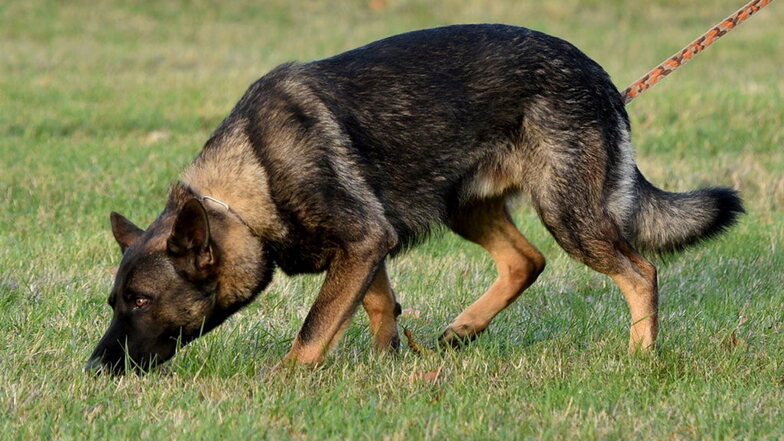 Mehrfach sind in Bockelwitz zwei Hunde der Besitzerin entwichen und haben in fünf Fällen Anwohner gebissen.