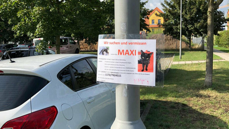 Nun hängen auch in Heidenau die Schilder, auf denen Familie Hegewald nach Maxi sucht.