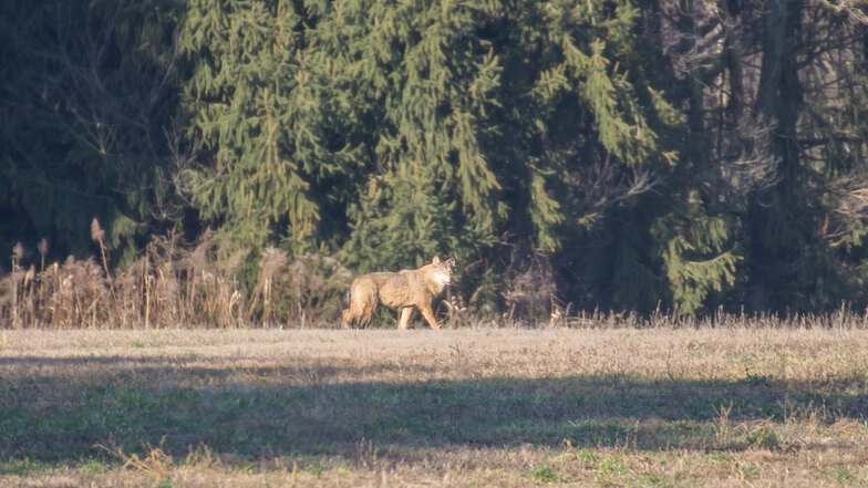 Ein Wolf, gesichtet und fotografiert nahe Klitten am Schulenburgkanal.