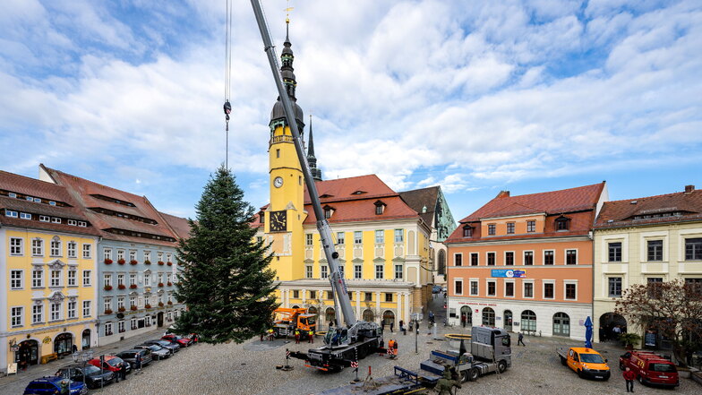 Der Weihnachtsbaum wurde am Donnerstag auf dem Hauptmarkt in Bautzen aufgestellt.