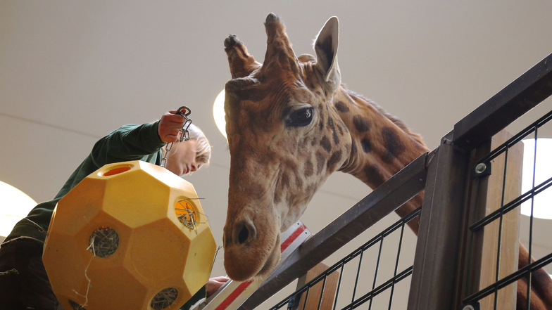 Tierpflegerin Kyra Zill bringt dem Giraffenbullen Diko den mit Futter gefüllten Knobel-Ball - um an den Inhalt zu kommen, müssen die Tiere ihre langen Zungen einsetzen. Wenn keine Besucher da sind, wird außerdem manchmal Musik aufgelegt, zum Beispiel der Dirty-Dancing-Soundtrack oder afrikanische Klänge.