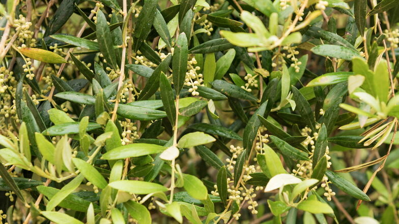 Noch sind die Oliven auf dem Landgut Son Mesquidassa ganz klein.