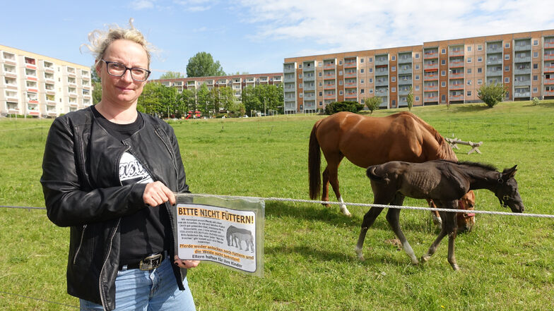 Peggy Fiedler hat am Weidezaun der Pferdekoppel die Schilder mit „Bitte nicht füttern“ erneut angebracht. Sie appelliert an die Vernunft der Menschen.
