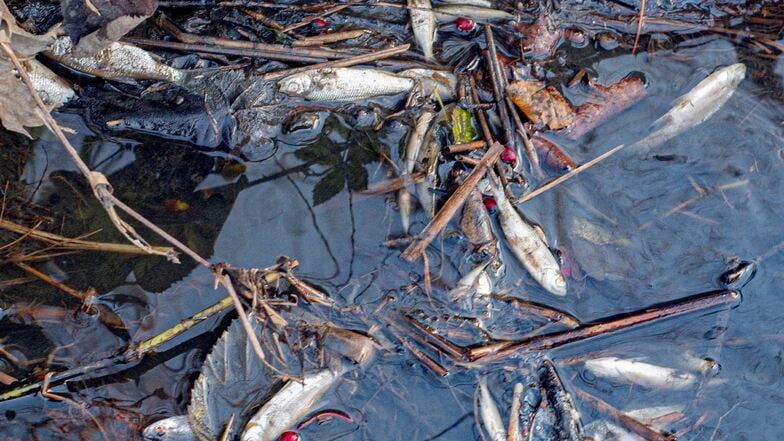 Hundert Weißfische sitzen in verlandetem Graben am Dippelsdorfer Teich fest