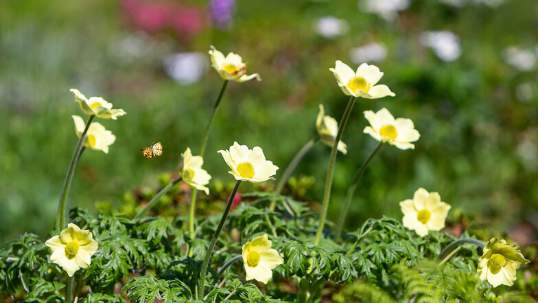Die Gelbe Alpen-Kuhschelle ist eine typische Vertreterin der alpinen Flora. 