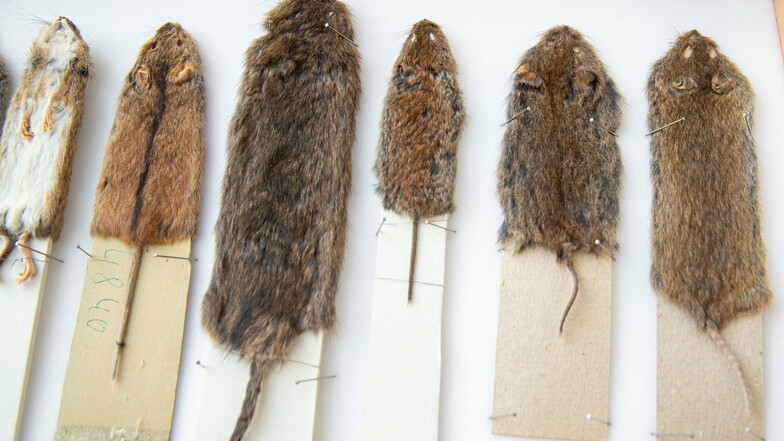 Mehrere Mäusearten: Feldmaus, Erdmaus und Röttelmaus (von rechts) sind besonders schädlich für den Forst