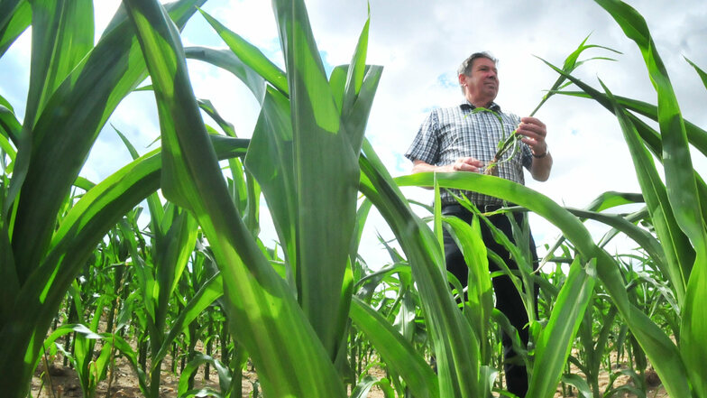 Manfred Engelmann, Chef der Agrargenossenschaft Skäßchen, sorgt sich um die Ernte. Der fehlende Regen wirkt sich extrem auf den Mais aus.