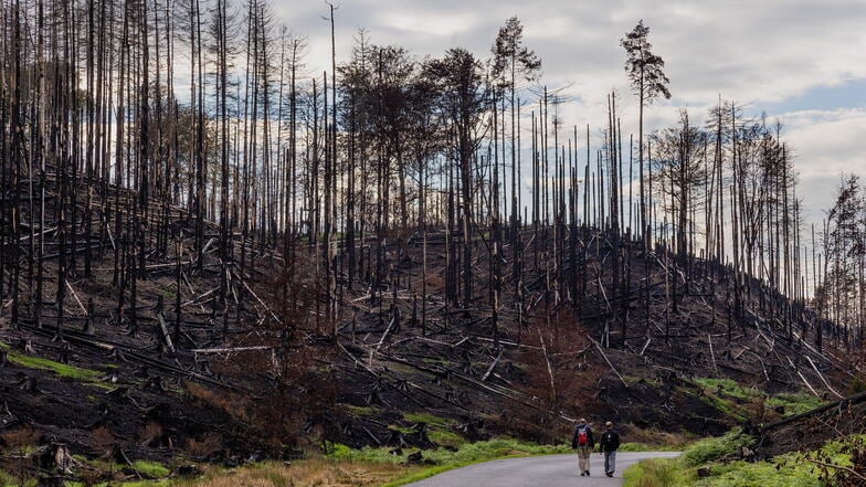 Die Spuren des Waldbrandes sind in den Nationalparks Böhmische und Sächsische Schweiz zu sehen.
