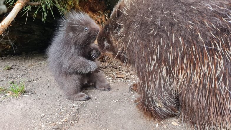 Das kleine Urson-Weibchen Halley mit seiner Mutter Bernadette: Die Stacheln
des Jungtieres sind noch klein, nach sieben Tagen aber bereits fest.