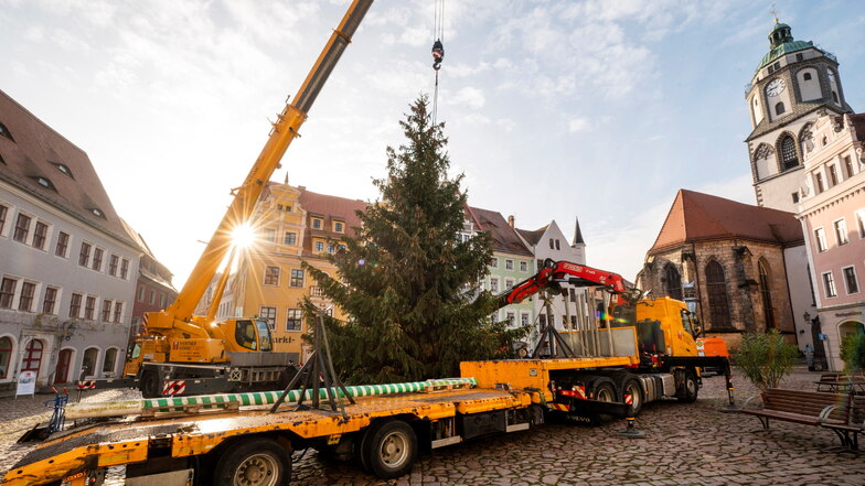 Mit einem Kran und einem Tieflader der Firma Mentner Krane Meißen wurde der Baum auf den Markt transportiert und dort aufgestellt.