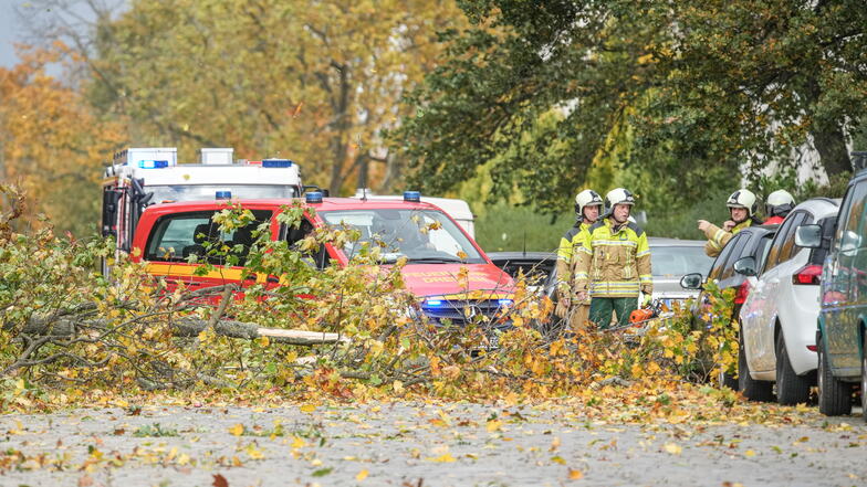 Durch den Herbststurm Ignatz ist an der Stauffenbergallee in Dresden ein Baum umgestürzt und blockierte die gesamte Fahrbahn. Es wurden auch Stromleitungen heruntergerissen.