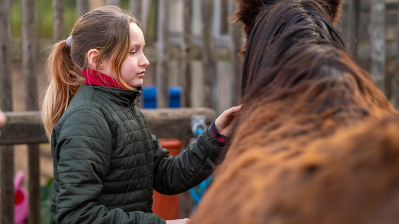 Während der Fellpflege ist Amber hoch konzentriert. Sie weiß, dass Ponys auch über ihre Körpersprache Signale senden.