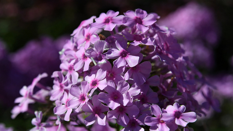 Der Phlox kann prächtig in strahlenden Farben erblühen - die Pflanze wird daher auch Flammenblume genannt.