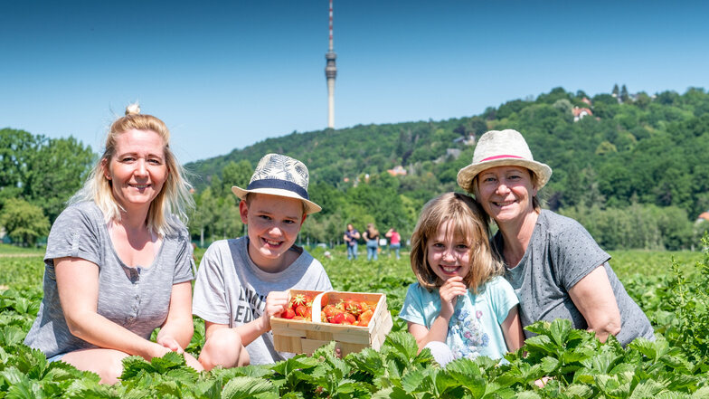 Katja Mittag, Luka, Ella und Oma Heidi aus Dresden bei der Erdbeerselbstpflücke auf der Erdbeerplantage von Obstbau Rüdiger in Dresden-Hosterwitz.