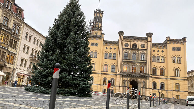 So sieht der diesjährige Weihnachtsbaum auf dem Zittauer Marktplatz aus.