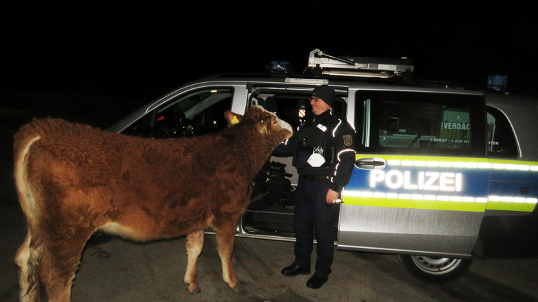 Wie diese Kuh eine Polizeikontrolle störte
