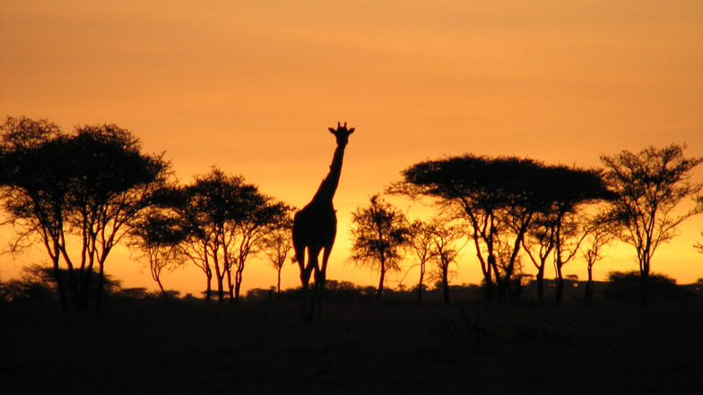 Faszination Afrika: Auch ohne Reise erlebbar.