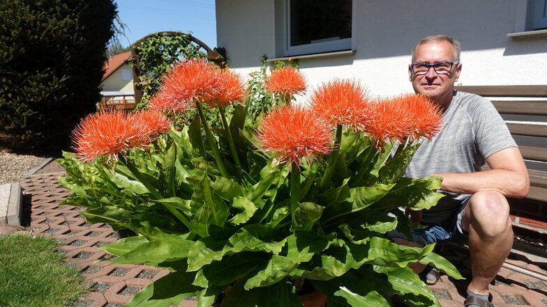 Thomas Görtler hat Exoten aus dem südlichen Afrika in seinem Garten.