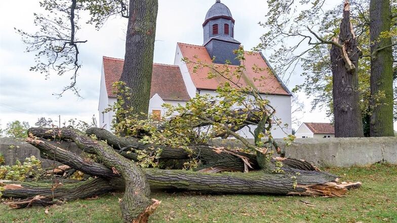 Baumbruch am Kirchhof: Direkt neben der Kirche in Steinbach ist dieser Baum zerbrochen.  Arvid Müller