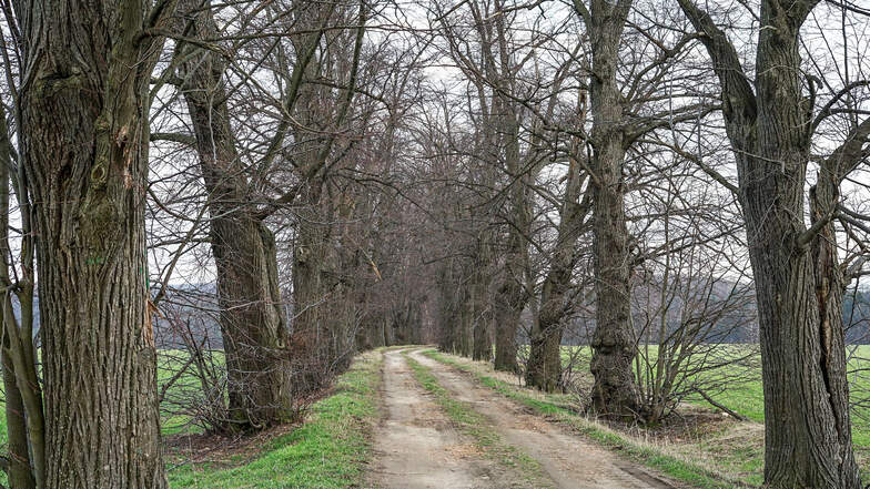 Eines der größten „Einzelnaturdenkmale“ im Landkreis Bautzen ist die Lausker Lindenallee.  Die ältesten Bäume wurden vor etwa 200 Jahren gepflanzt. Die höchsten Winterlinden sind 33 Meter hoch. Mit 2,7 Kilometern ist sie eine der längsten Lindenalleen in