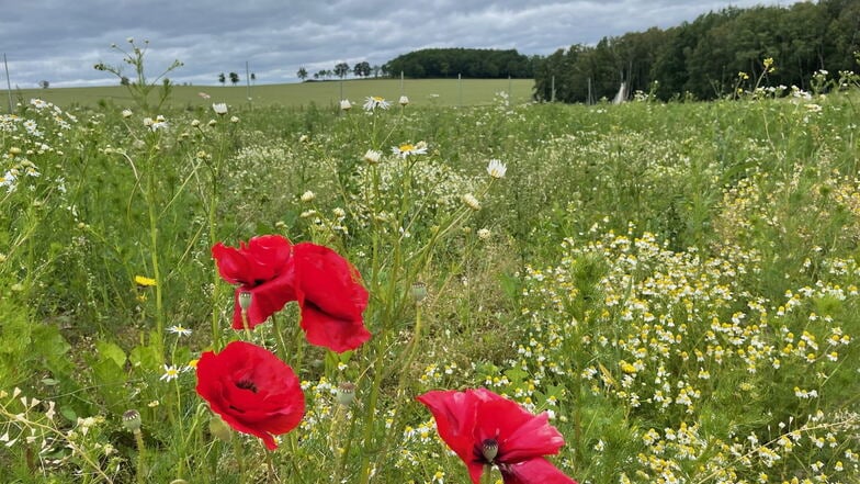 Nahe Kottmarsdorf wurde als Ausgleichsmaßnahme diese extensive, wunderschön anzusehende Blühwiese angelegt.