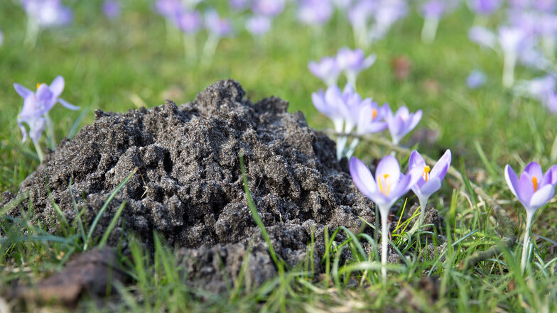 Auch Maulwürfe ärgern viele Gärtner, denn ihre Erdhügel verschandeln den Rasen. Ein Tipp: Die aufgeworfene Erde ist so locker, dass sie sich gut für Blumentöpfe eignet.