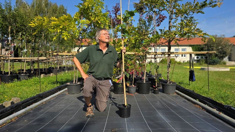 Harald Buner, Referent an der Gartenbaufachschule Dresden-Pillnitz, zieht 			zehn Abkömmlinge der Burgstädtler Linde heran. Bislang mit vollem Erfolg.