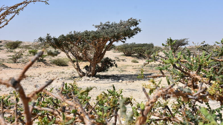 Exportschlager: Das Harz des Weihrauchbaumes hat den Menschen im Dhofar einst Wohlstand beschert.