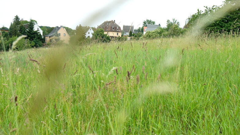 Noch ist es eine grüne Wiese: Doch auf diesem Grundstück am Meißner Fürstenberg sollen ökologisch vorbildliche Bauten entstehen.