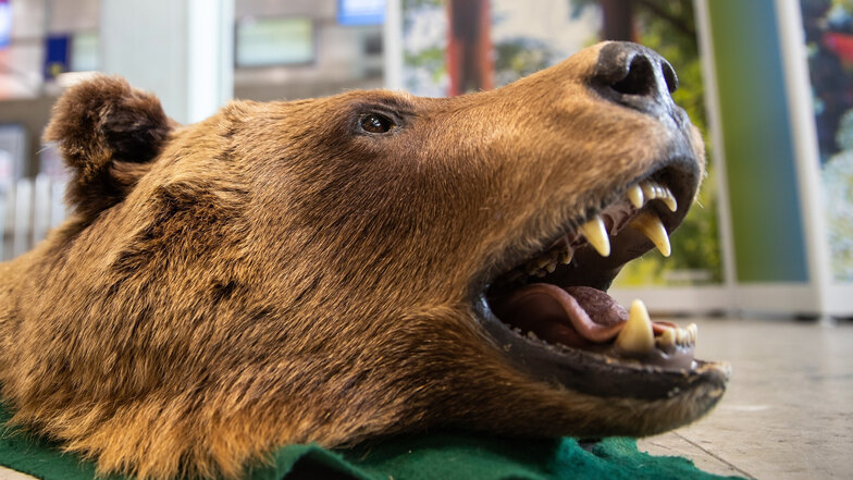 Ein vom deutschen Zoll beschlagnahmtes Bärenfell mit Kopf (Symbolfoto)