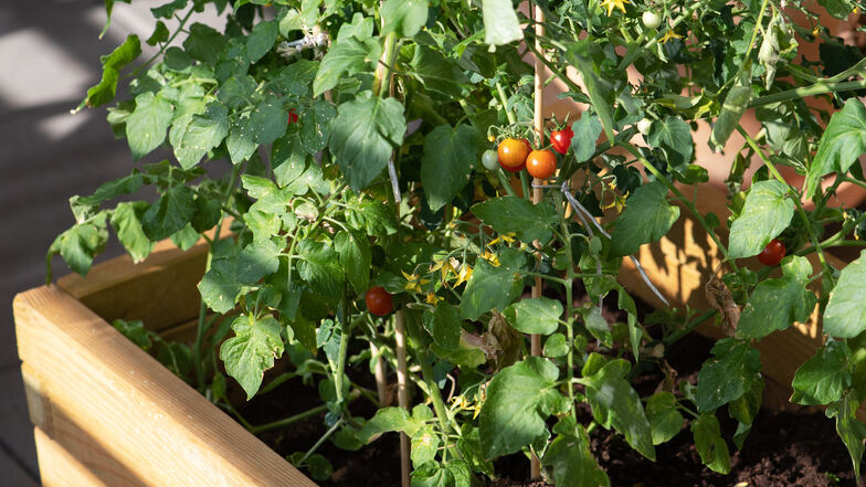 Tomatenpflanzen entwickeln sich auf dem Balkon oft besser als im Garten.