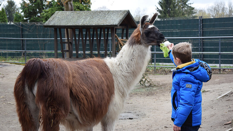 Timo durfte beim Osterspaziergang im Zoo ein Lama füttern.