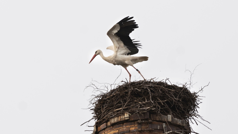 Ottendorfs erster Storch ist aus dem Winterquartier zurück. Sein Nest steht an der Lomnitzer Straße.