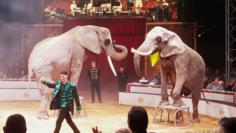 Die Elefanten von Ronald Spindler sorgen für den richtigen Zirkusduft.