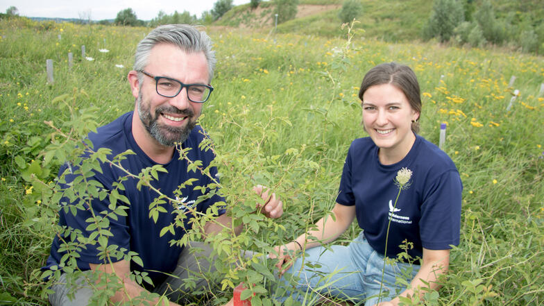 Ronny Scholz und Annelie Zimmer von der Stiftung Wilderness International freuen sich, dass die vor gut anderthalb Jahren gepflanzten Sträucher in Kaditz schon gut gewachsen sind. Insgesamt sollen 550.000 Bäume und Sträucher in Dresden gepflanzt werden