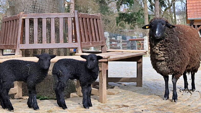 Im Görlitzer Tierpark sind zwei schwarze Schafe geboren