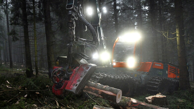 Licht schaffen: Ein Holzernter zerteilt gefällte Fichten an der B170 nahe Altenberg. Dieses Jahr lief die Waldwirtschaft in der Region weitgehend nach Plan.