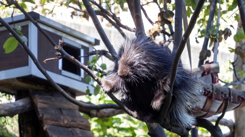 Baumstachler-Weibchen Lotta hält Mittagsschlaf im Baum. Im Hintergrund eine der beheizbaren Schlafkisten.