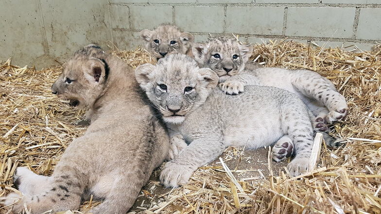 Diese vier Löwen-Jungtiere sind jetzt im Leipziger Zoo zu bestaunen.