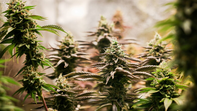 So sehen erntereife Cannabispflanzen aus. Geraucht werden die getrockneten Blütenstände.