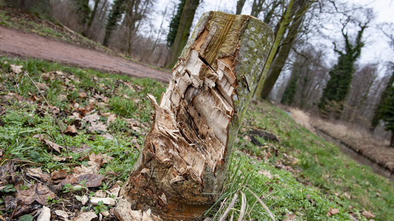 Ein mutwillig beschädigter Baum im Stadtpark - offenbar das Werk von Vandalen. Solche und andere Delikten wollen Rathaus und Stadtrat jetzt schärfer ahnden.