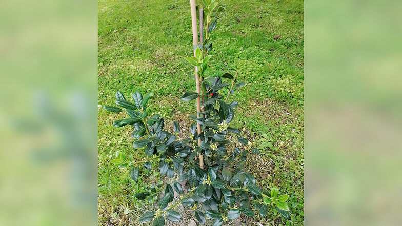 Diese Stechpalme wurde jetzt in Graupa gepflanzt.