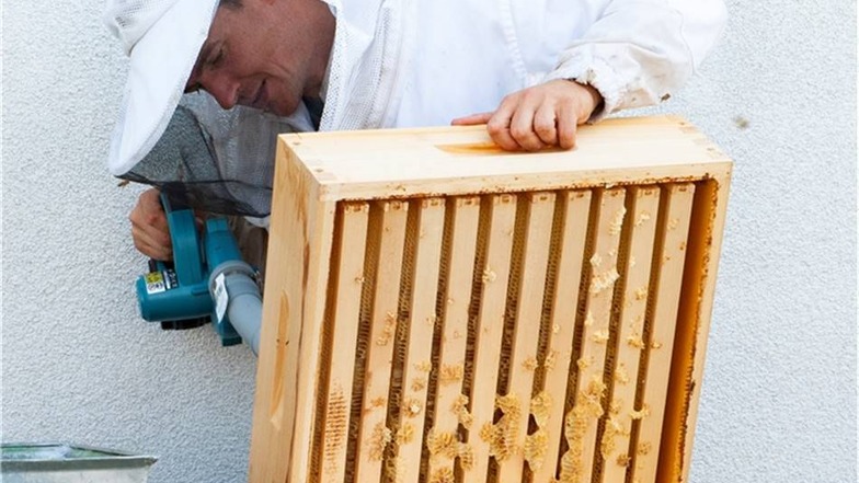 1Mit einem Blasgerät werden die entnommenen Honigräume nun bienenfrei gemacht. Rico Heinzig macht dies kurz und behutsam.