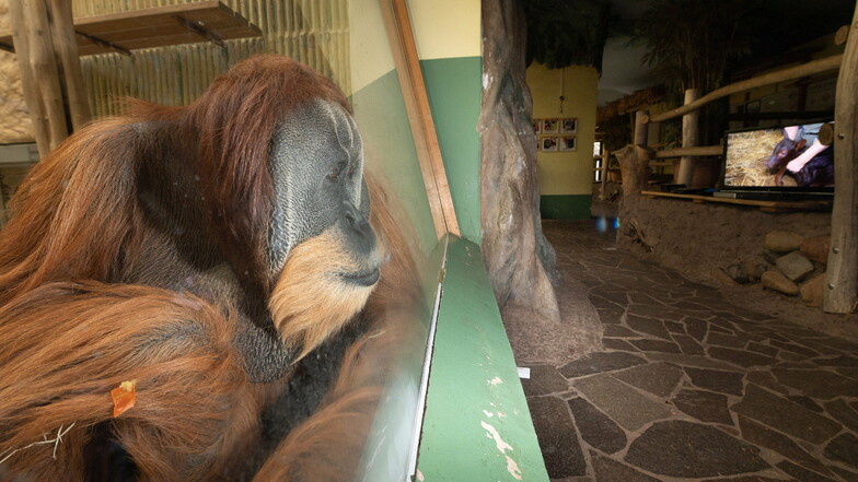 Zoo Dresden: Ein Fernseher für die Orang-Utans